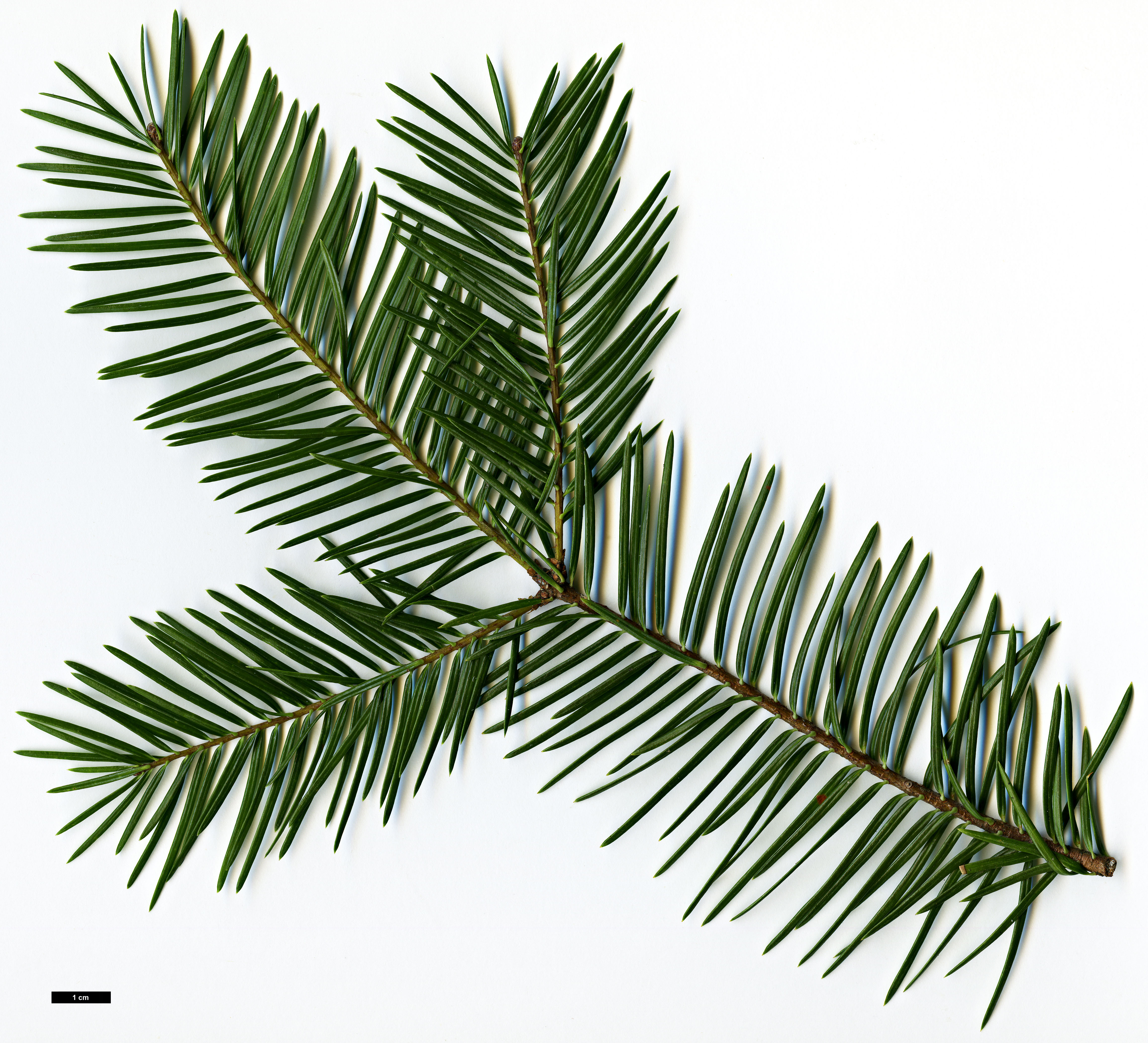 High resolution image: Family: Pinaceae - Genus: Abies - Taxon: durangensis - SpeciesSub: var. coahuilensis